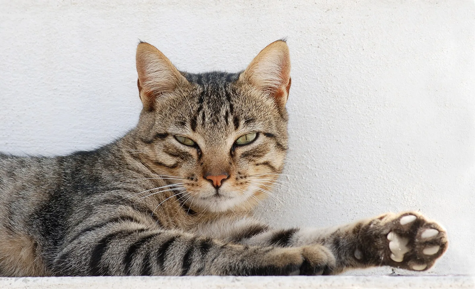Snacks de sardinha para gato
